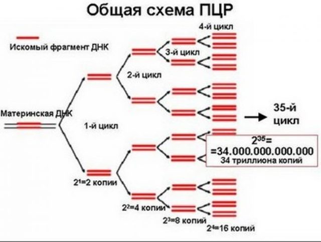 Що таке ПЛР аналіз - метод діагностики, як здавати на дослідження