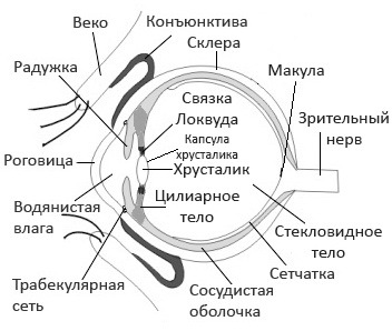 Закритокутова глаукома: причини, симптоми, лікування і профілактика гострих нападів