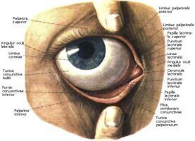 Допоміжний апарат ока: функції, що це таке, особливості