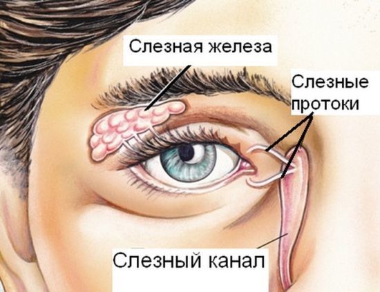 Допоміжний апарат ока: функції, що це таке, особливості