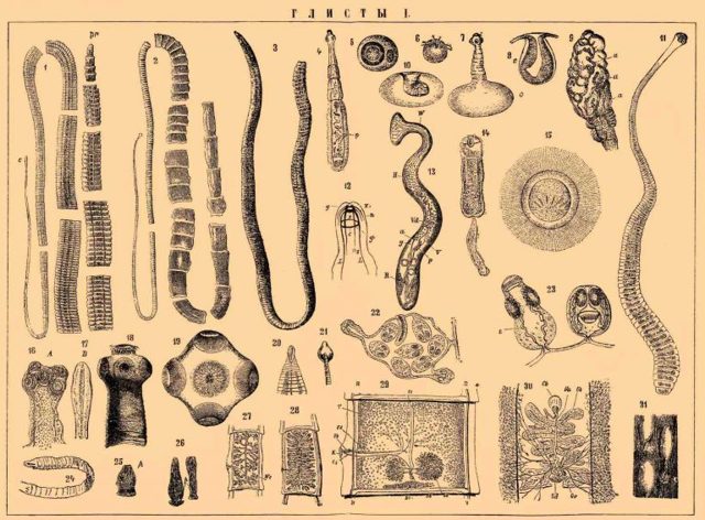 Паразити в кишечнику людини: симптоми і методи лікування (препарати, харчування, очищення)