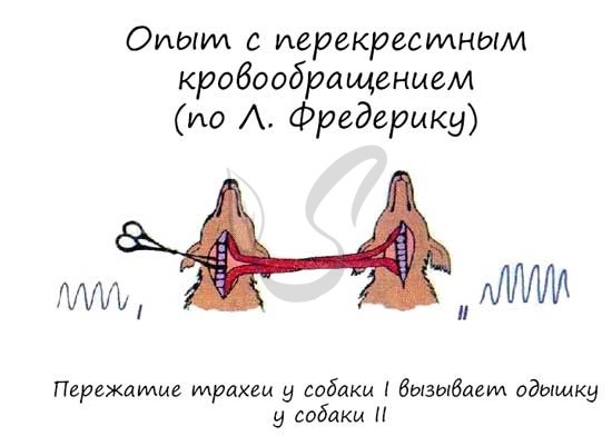 Анатомія і функція легенів