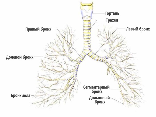 Анатомія і функція легенів