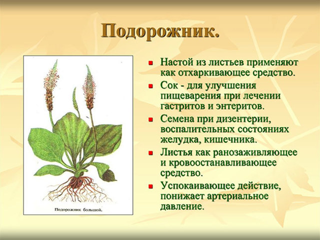 Подорожник від кашлю: способи застосування і рецепти