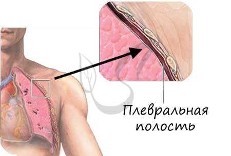 Анатомія і функція легенів