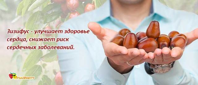 Унаби (зизифус): калорійність, корисні властивості і можливу шкоду, протипоказання