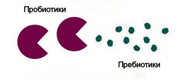 Сімбіотікі для кишечника: лакто-і біфідобактерії в одному препараті