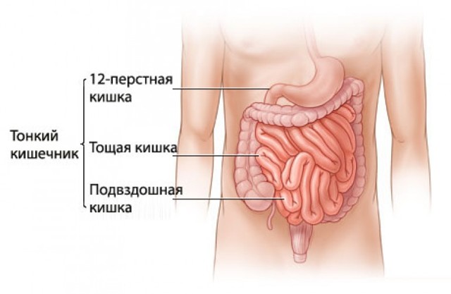 Тонка кишка: будова і функції органу