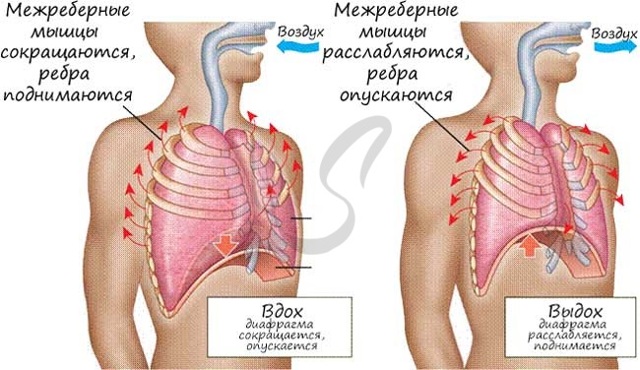 Анатомія і функція легенів