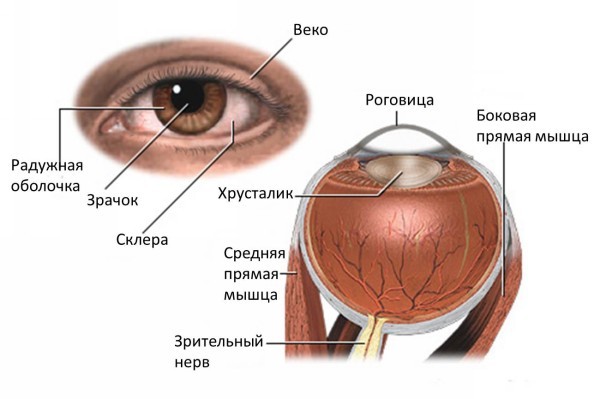 Вроджена глаукома у дітей: фото, причини, симптоми, класифікація