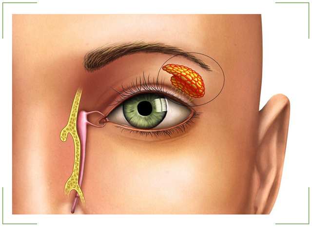 Кон'юнктивальний мішок ока: де знаходиться нижня і верхня порожнина, фото, функції