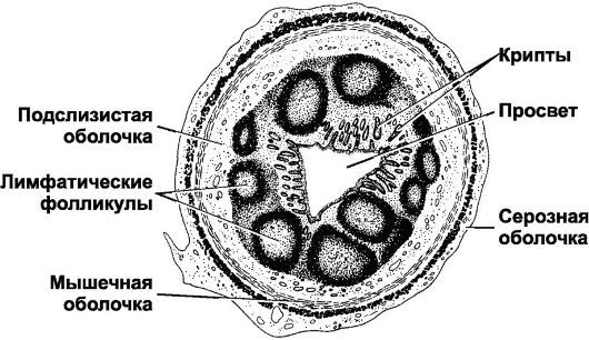 Гістологія тонкого і товстого кишечника: підготовка і проведення