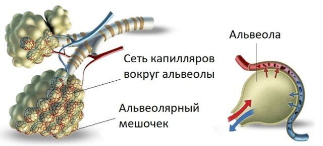 Анатомія і функція легенів