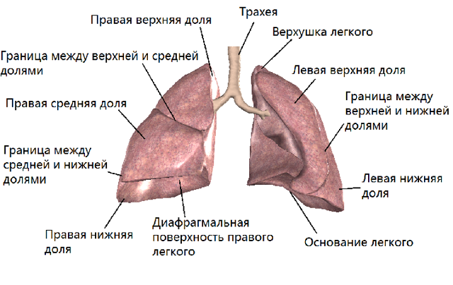 Анатомія і функція легенів