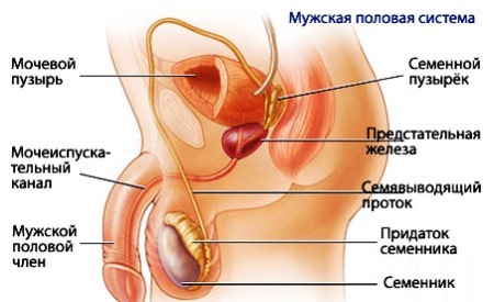 Захворювання сечостатевої системи у чоловіків: симптоми і лікування, запалення