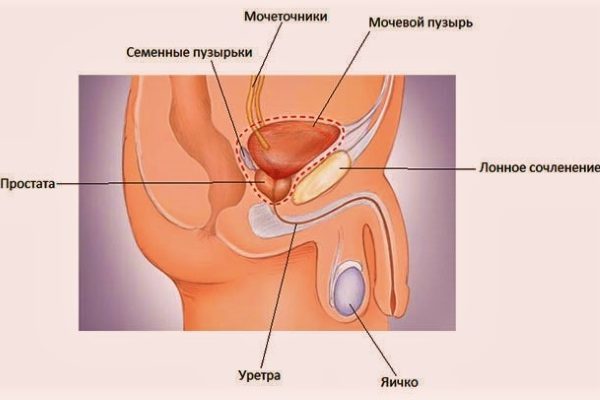 Захворювання сечостатевої системи у чоловіків: симптоми і лікування, запалення