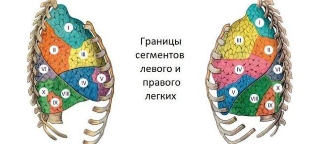 Анатомія і функція легенів