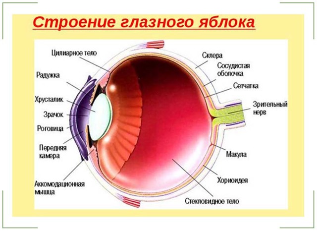 Болять очі: що робити, чому виникає біль в очних яблуках, причини