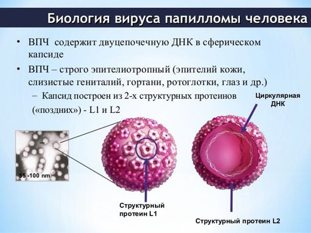Лікування ВПЛ у чоловіків і препарати від папіломовірусною інфекції