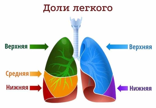 Анатомія і функція легенів