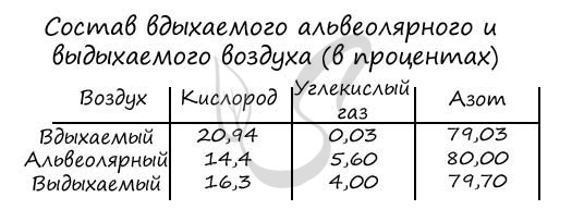 Анатомія і функція легенів