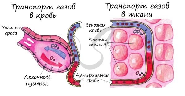 Анатомія і функція легенів