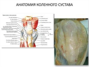 Суглобова миша (колінного суглоба): причини, симптоми, перша допомога та лікування