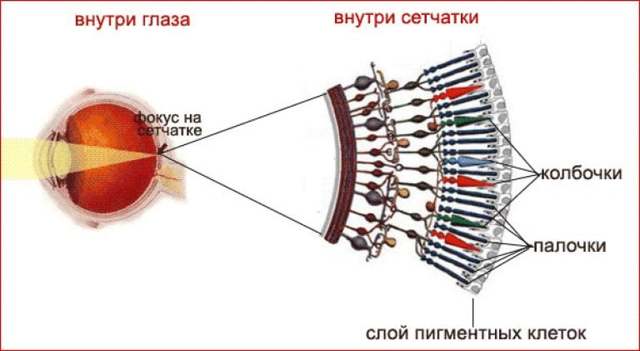 Куряча сліпота: симптоми хвороби у людини, причини, як лікувати порушення сутінкового зору