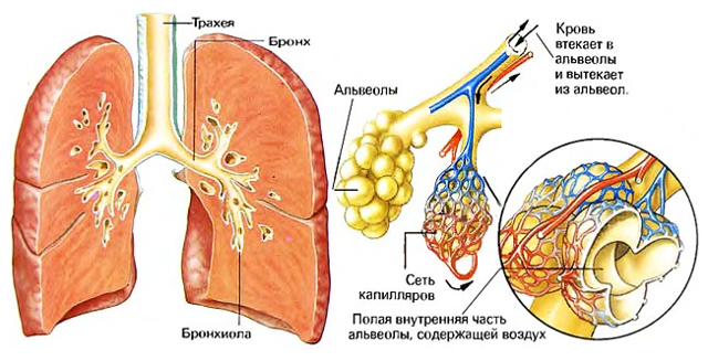 Анатомія і функція легенів